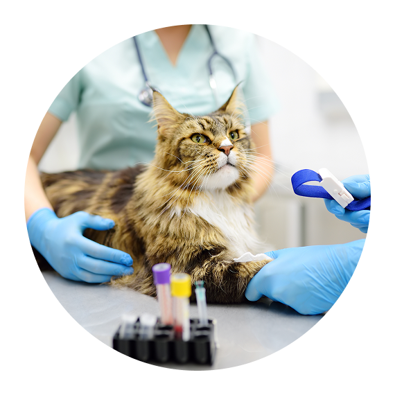 vetqm-laboklin-katze Einer Katze wird bei Tierarzt Blut abgenommen.